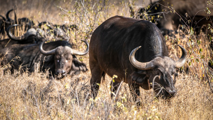 Obraz premium buffalo