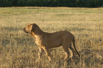 Dog breed Phil Brazilie on a walk on a summer day