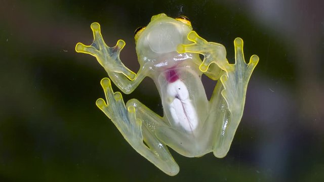 A Glass Frog (Hyalinobatrachium sp.) These small frogs are transparent and the internal organs, beating heart, liver and intestines are visible. From cloudforest in western Ecuador.
