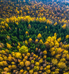 Aerial drone view of the colorful forest in Autumn