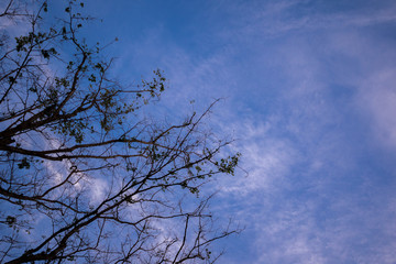 Dry tree