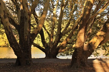 Stattliche Platanengruppe am Lietzensee in Berlin