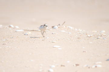 algarve