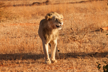 Lion lit up by the early morning light in Kenya, Africa