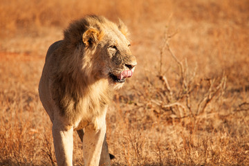 Wild lion showing some teeth in Kenya, Africa