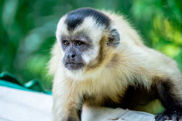 Macaco Prego