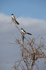 Two shrikes on a branch