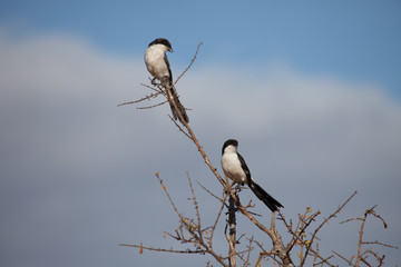 Two shrikes on a branch