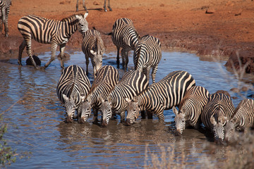 Obraz na płótnie Canvas Zebra drinking at the waterhole