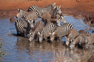 Fototapeta na wymiar Zebra drinking at the waterhole