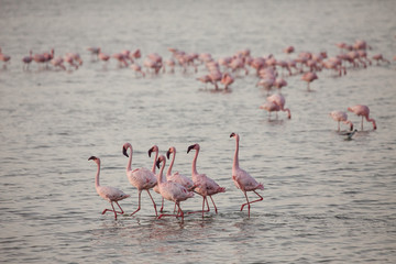Flamingo filled lake in Kenya, Africa