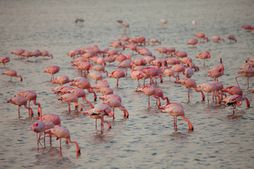 Fototapeta premium Flamingo filled lake in Kenya, Africa