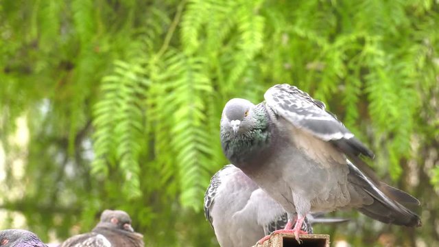 Animal Bird Pigeons Doves in Green Nature
