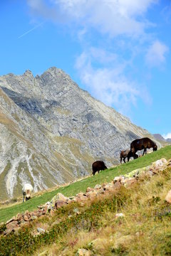 Almwirtschaft im Sommer in Südtirol mit weidenden Schafen
