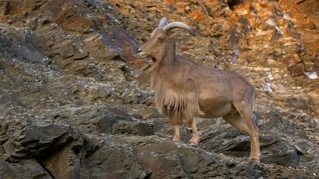Barbary sheep (Ammotragus lervia) on the rocks