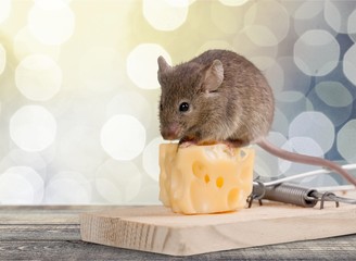 Mouse trap with cheese and mouse on