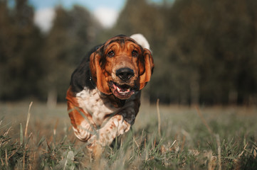 Running basset hound