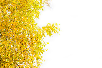 Autumn yellow leaves on a white background. Place for inscription