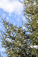 Fir branches in the snow against the blue sky