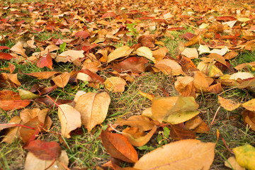 Autumn, leaf, background, fall, golden, ground, red