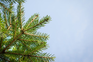 Fir tree brunch close up. Shallow focus. Fluffy fir tree brunch close up. Christmas wallpaper concept. Copy space.
