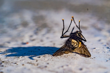 Fliege, auf dem Rücken liegend (Makroaufnahme)