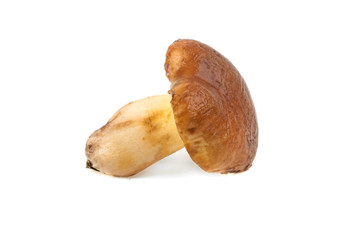 forest mushroom Suillus isolated on white background