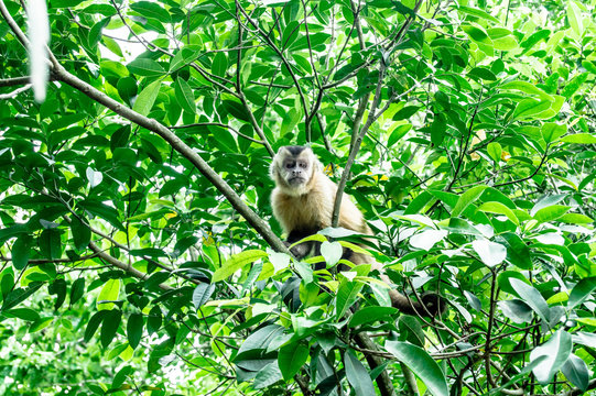 Macaco Prego