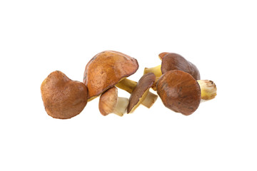 forest mushroom Suillus isolated on white background