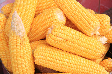 Fototapeta na wymiar corn on the cob.