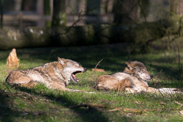 Wolf in der Sonne