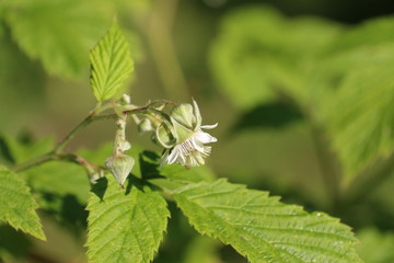 Wild flower