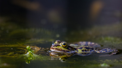 Teichfrosch