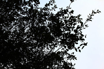 silhouette of a tree