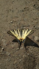 butterfly on rock