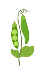 Colorful green peas vector illustration isolated on white backgr