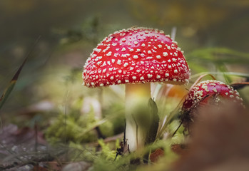 Fliegenpilze im Herbst