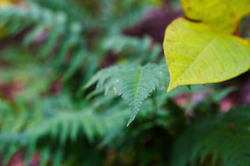 Fototapeta premium Shallow Depth Of Field Yellow Foliage Green Fern