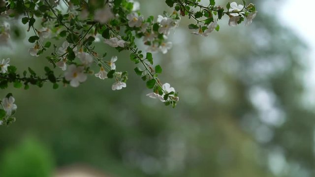 White flowers on a tree at rainy day