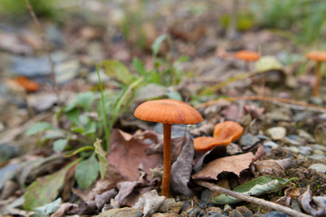 Small Brown Gilled Mushroom Sprouting From Foliage