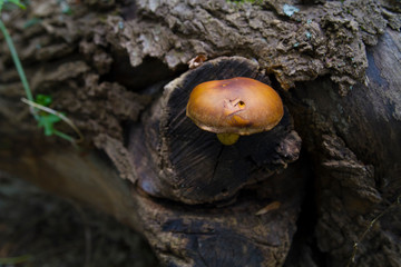Deadly Poisonous Galerina Mushroom Growing On A Fallen Oak Tree