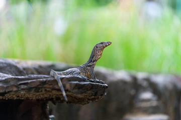 lizard on a rock