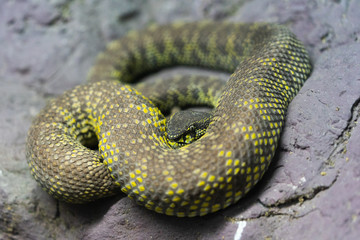 Mangrove Pit Viper