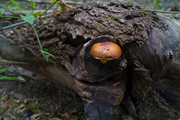 Deadly Poisonous Galerina Mushroom Growing On Host Tree