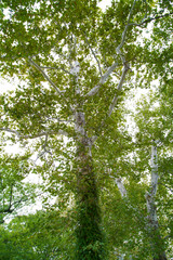 Fototapeta premium The Massive Trunk System On An American Spruce Tree During Autumn