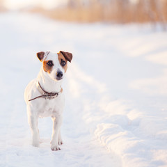 Dog walking at winter