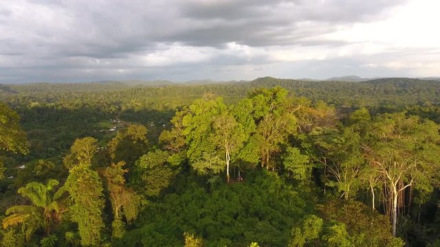 Golden hour drone view over rainforest Guiana Amazonian Park Sa&uuml;l.