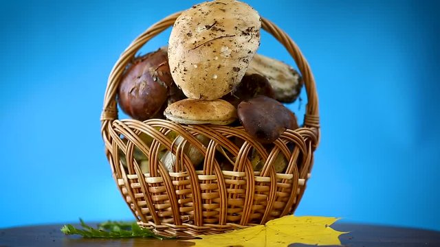forest fresh natural mushrooms boletus on a blue