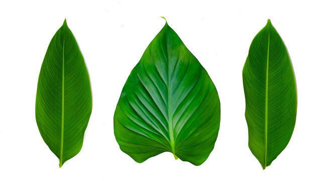 Leaves Calathea ornata pin stripe background White Isolate