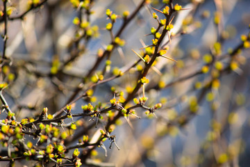 tree branches with leaves
